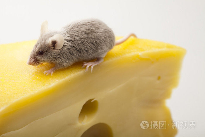 奶酪上的滑稽老鼠