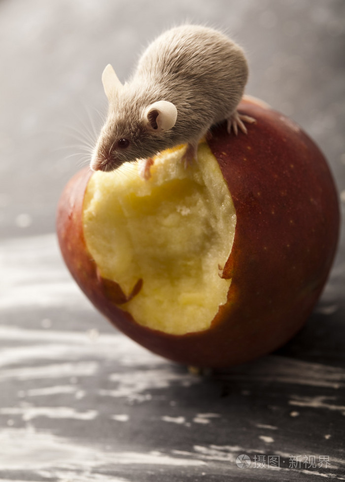 红苹果和老鼠
