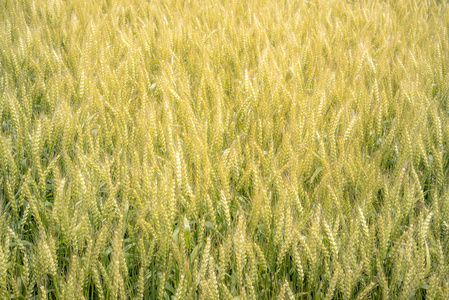 全金稻田背景, 食品概念