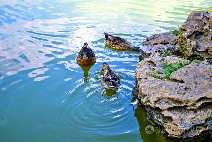 可爱的鸭子在池塘里游泳