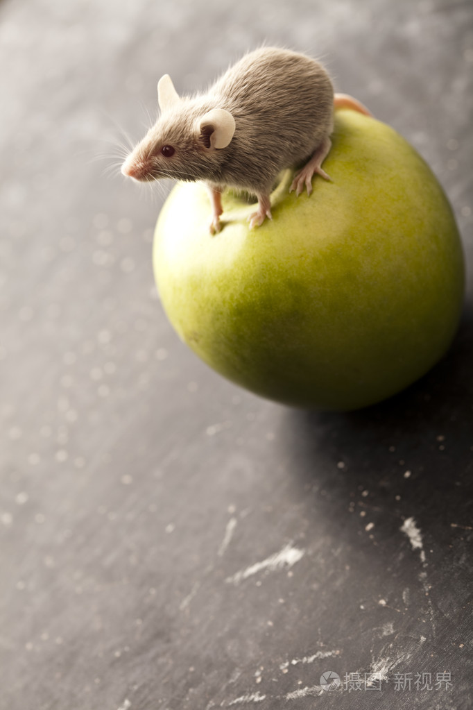 红苹果和老鼠