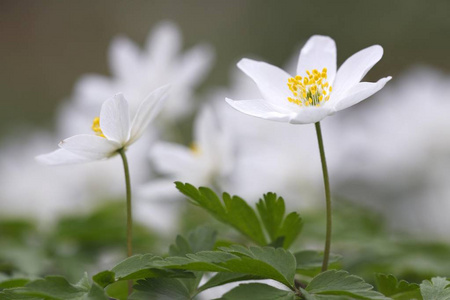 银莲花风信子, 白海葵全