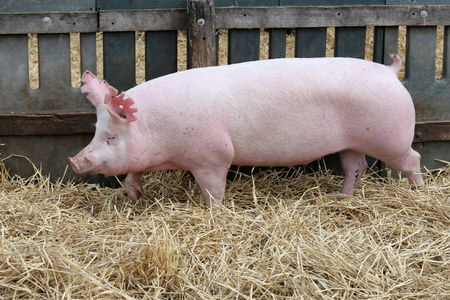 猪繁殖农场的干草和稻草上的幼猪母猪