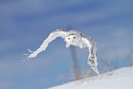 雪鸮 腹 scandiacus 在加拿大积雪覆盖的田野狩猎