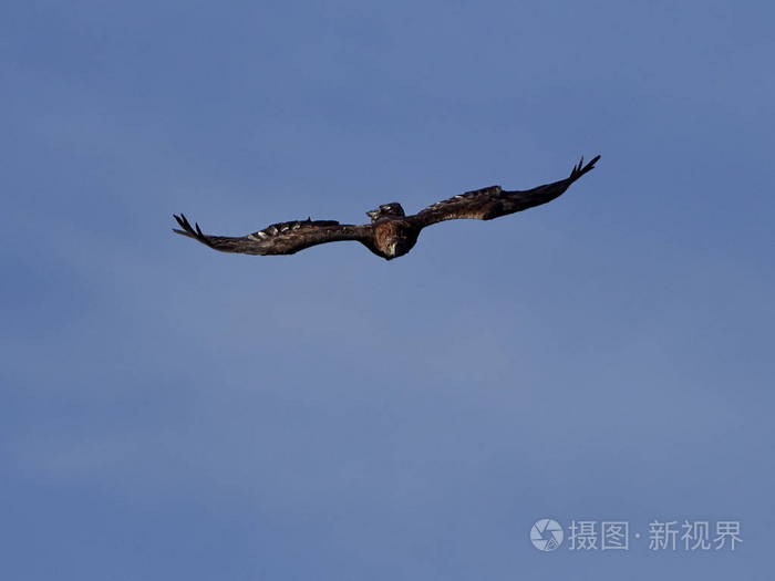 金雕天鹰chrysaetos飞行