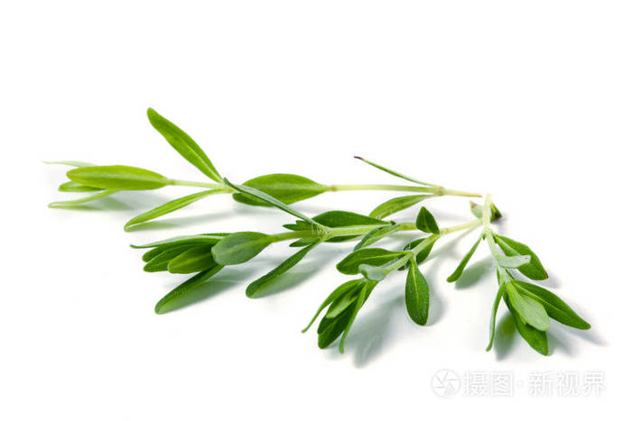 孤立在白色背景上的新鲜百里香的枝