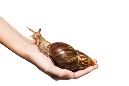 螟蜗牛在人的掌心长大。在白色背景上被隔离