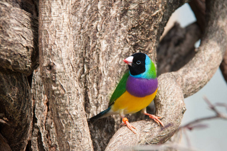 古驰男胡锦鸟或 gouldiae,男,aka 的夫人胡锦雀, 古尔雀或彩虹雀照片