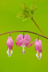 粉红 Dicentra 赤心花