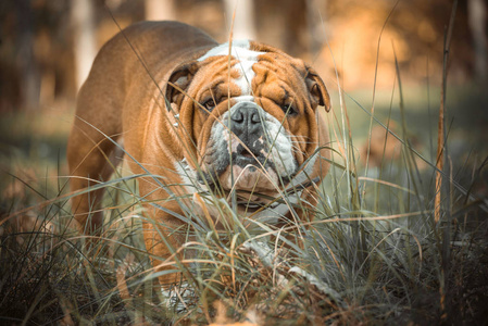 摆姿势的可爱英国斗牛犬