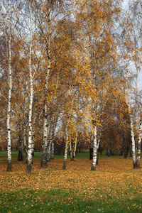 秋季景观莫斯科