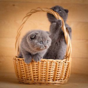 几个滑稽的苏格兰小猫坐在柳条篮子里