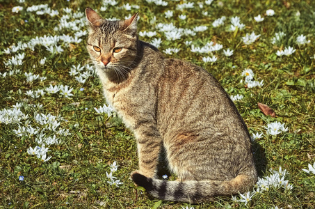 猫在领域