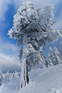 白雪树