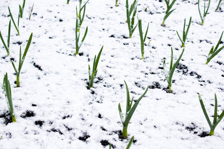 夏天的降雪。绿色植物的雪下