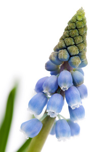 muscari botryoides花