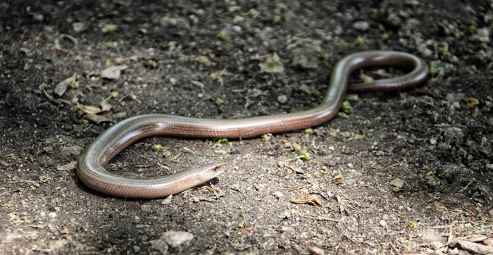 气候变暖对太阳的曲的蛇蜥蜴