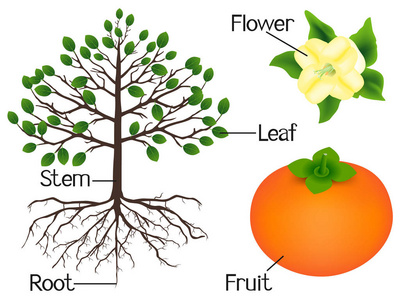 插图显示了部分柿子植物
