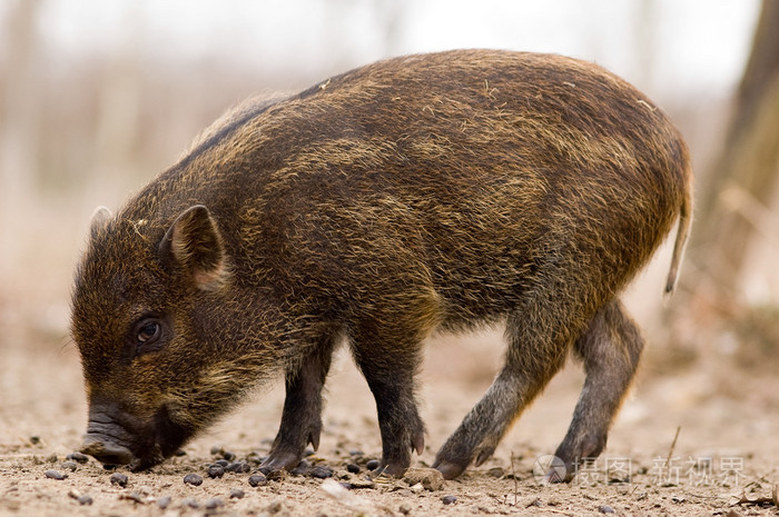 野猪野猪野猪
