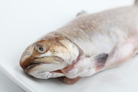 斑点的鳟鱼图片