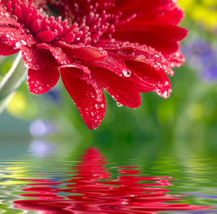 映在水中的红雏菊的特写