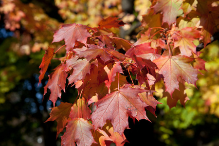 树叶和秋色的印象图片
