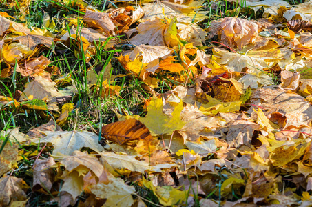 秋天的叶子在地上铺地毯。秋叶草