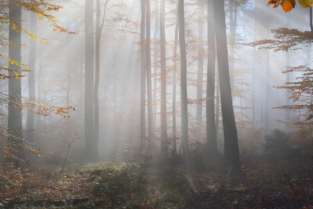 神秘的晨雾中秋天的树林图片