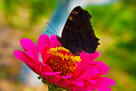 红花上美丽的蝴蝶照片