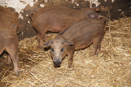 动物养殖场 mangalica 仔猪照片