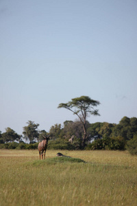 在非洲博茨瓦纳萨凡纳的野生 Tsessebe 羚羊。