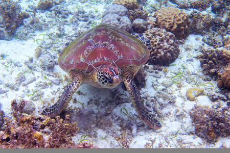 海龟在海底吃海藻。热带海滨水下照片。海龟海底。绿色海龟在自然环境中。绿海龟在水下。热带海滨海洋动物