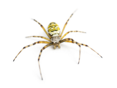 黄蜂蜘蛛，argiope bruennichi，白色背景