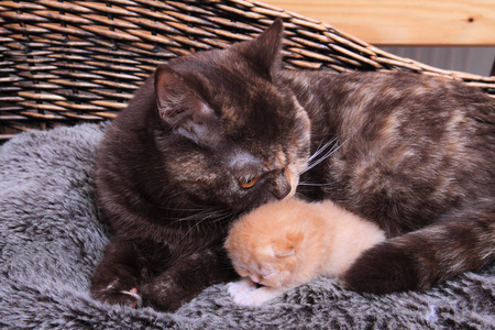 英国小猫与梅尔颜色的母亲
