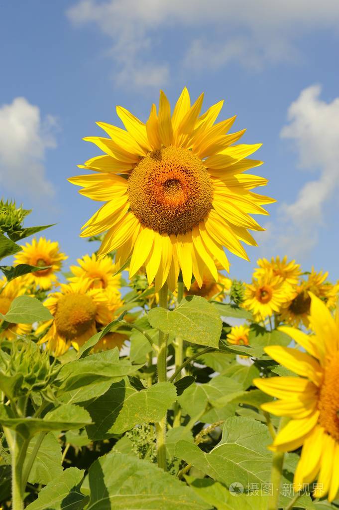 美丽的黄色普通向日葵