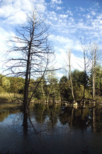 湖泊中的木材景观