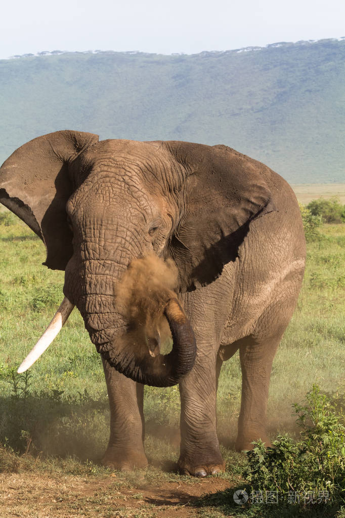 大象在大草原坦桑尼亚.又老又生气恩戈罗恩戈罗, 非洲