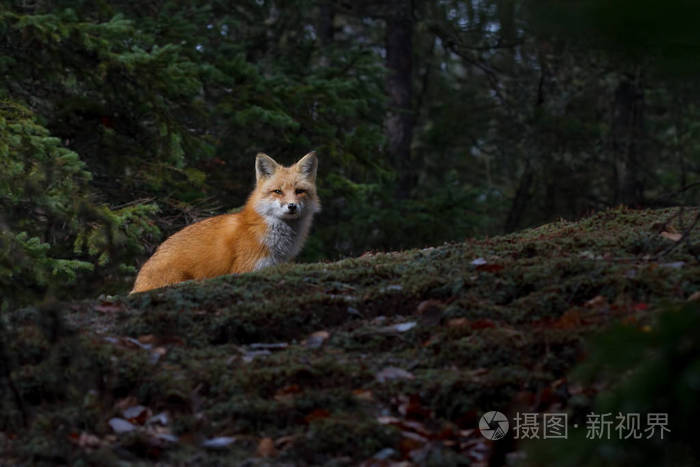 红色狐狸狐狸狐狸站立在秋天的山脊在阿冈昆公园加拿大