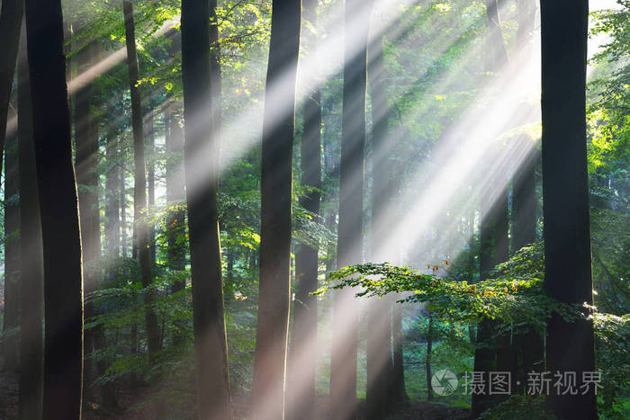 云雾缭绕的森林中的太阳光线