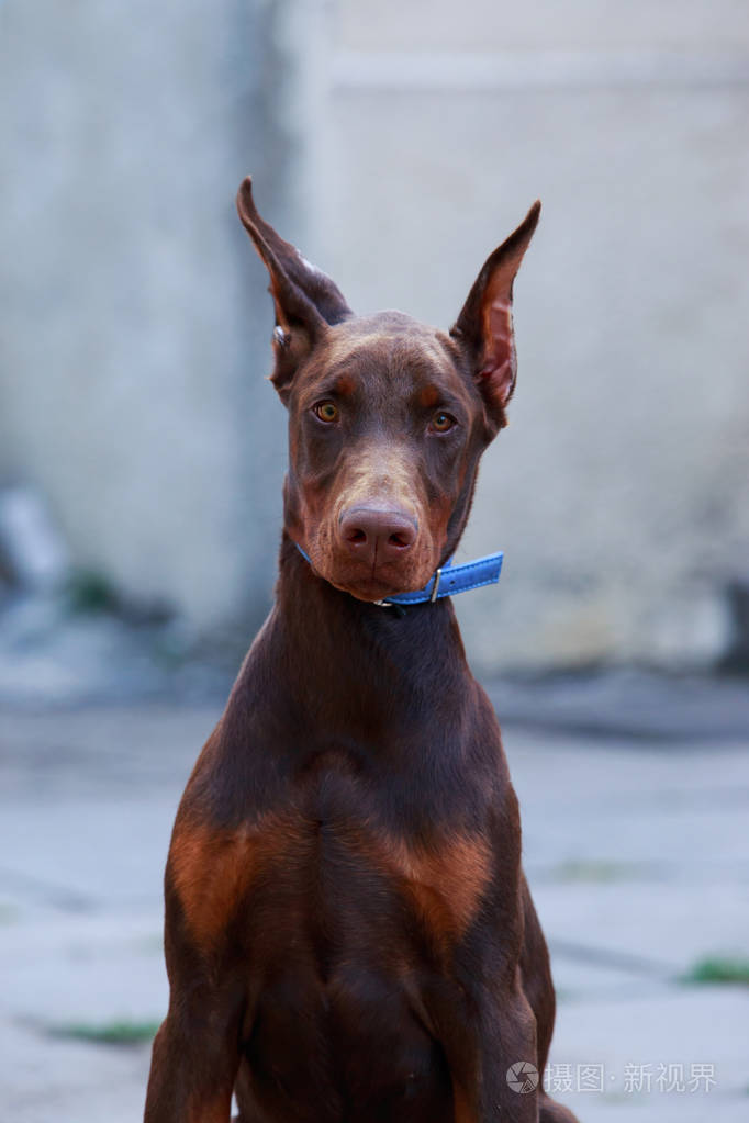 杜宾犬的犬种