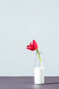 美丽的红色郁金香花瓶与牛奶在灰色