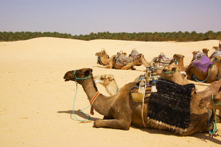 几只骆驼休息图片