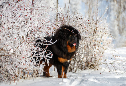 美丽的藏獒。冬季自然背景下的大狗