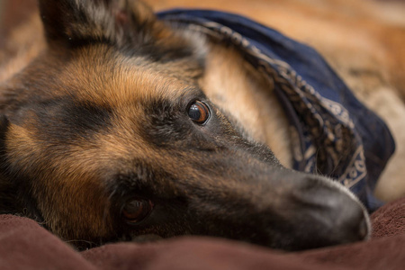 德国牧羊犬看镜头