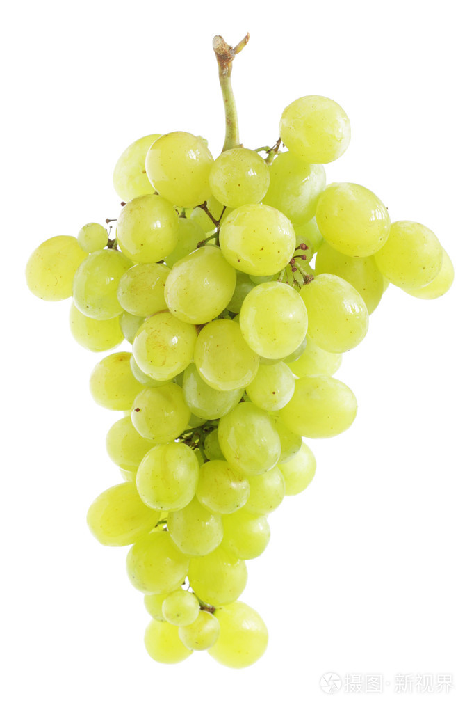 白葡萄