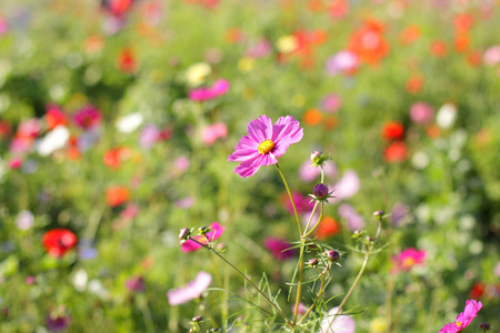 五颜六色的花朵选择性地关注粉红色的花朵