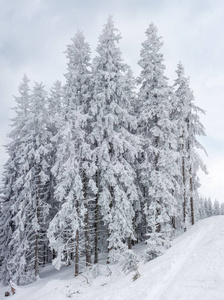 喀尔巴阡山雪覆盖的冷杉树群