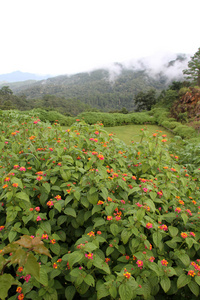 花和山图片