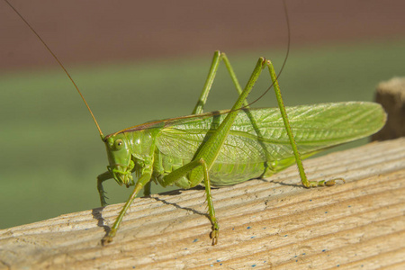 昆虫, 绿色蝗虫特写