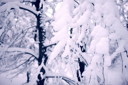 冬天的森林里覆盖着巨大的积雪